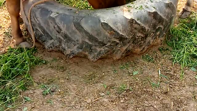 2 cows eats feed