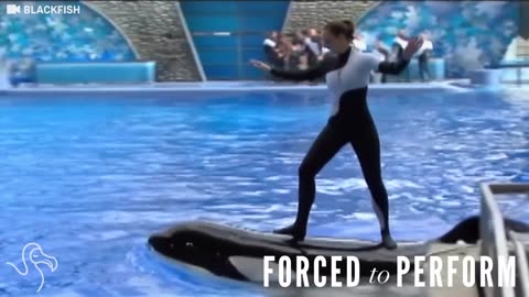 SeaWorld Admits To Sending A Spy