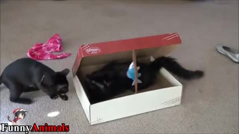 Funny Cats Compilation 😂