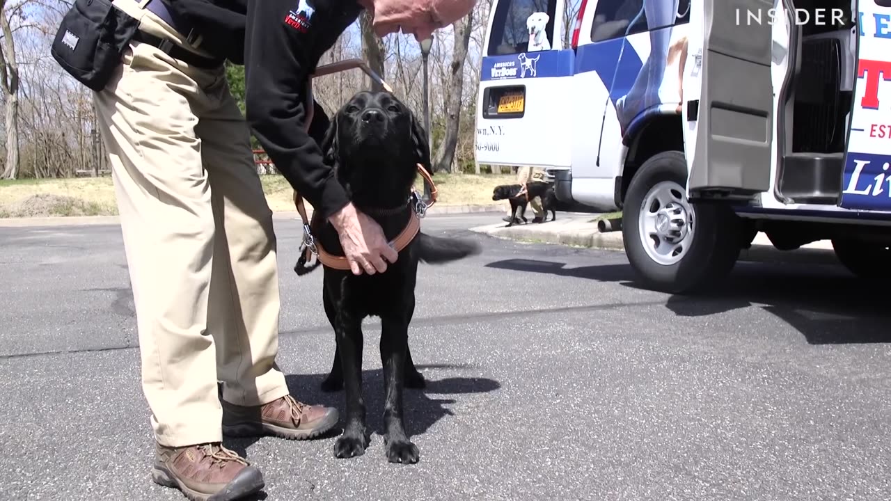 How Puppies Train To Be Guide Dogs