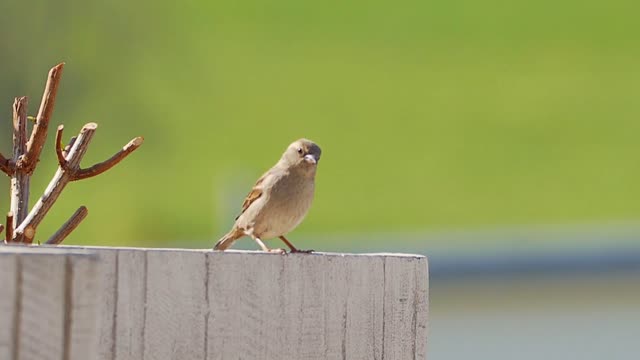 Watch this little bird hopping up close with great music