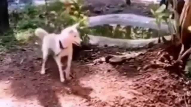 It's really annoying that a dog should be beaten