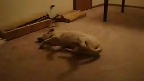 Sleeping walking dog Dreaming