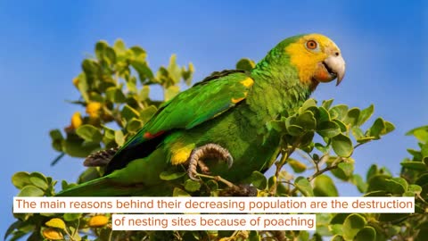 Yellow-Shouldered Amazon Facts