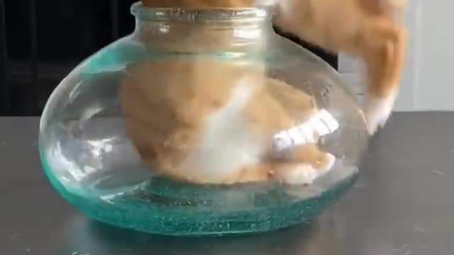 Funny cat cute #dog short video- cute puppy shorts- #short #shortvideo #firstshortvideo #cutedog
