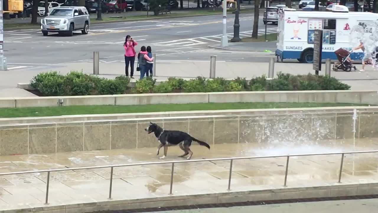 Happiest dog ever plays in water fountain