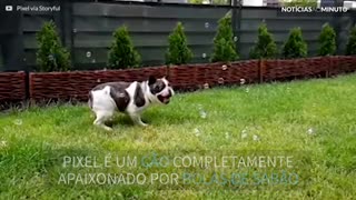 A história de amor entre um buldogue e bolas de sabão