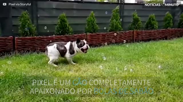 A história de amor entre um buldogue e bolas de sabão