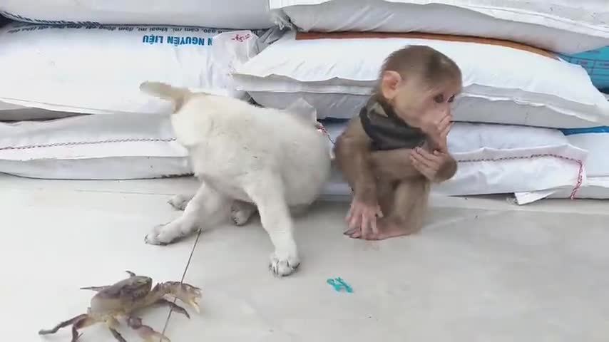 Dog & money 😂 funny videos