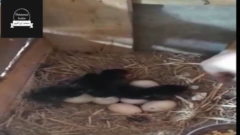 Meri Kurrak Murghi Ne Bachay Nikalay (کڑک مرغی)