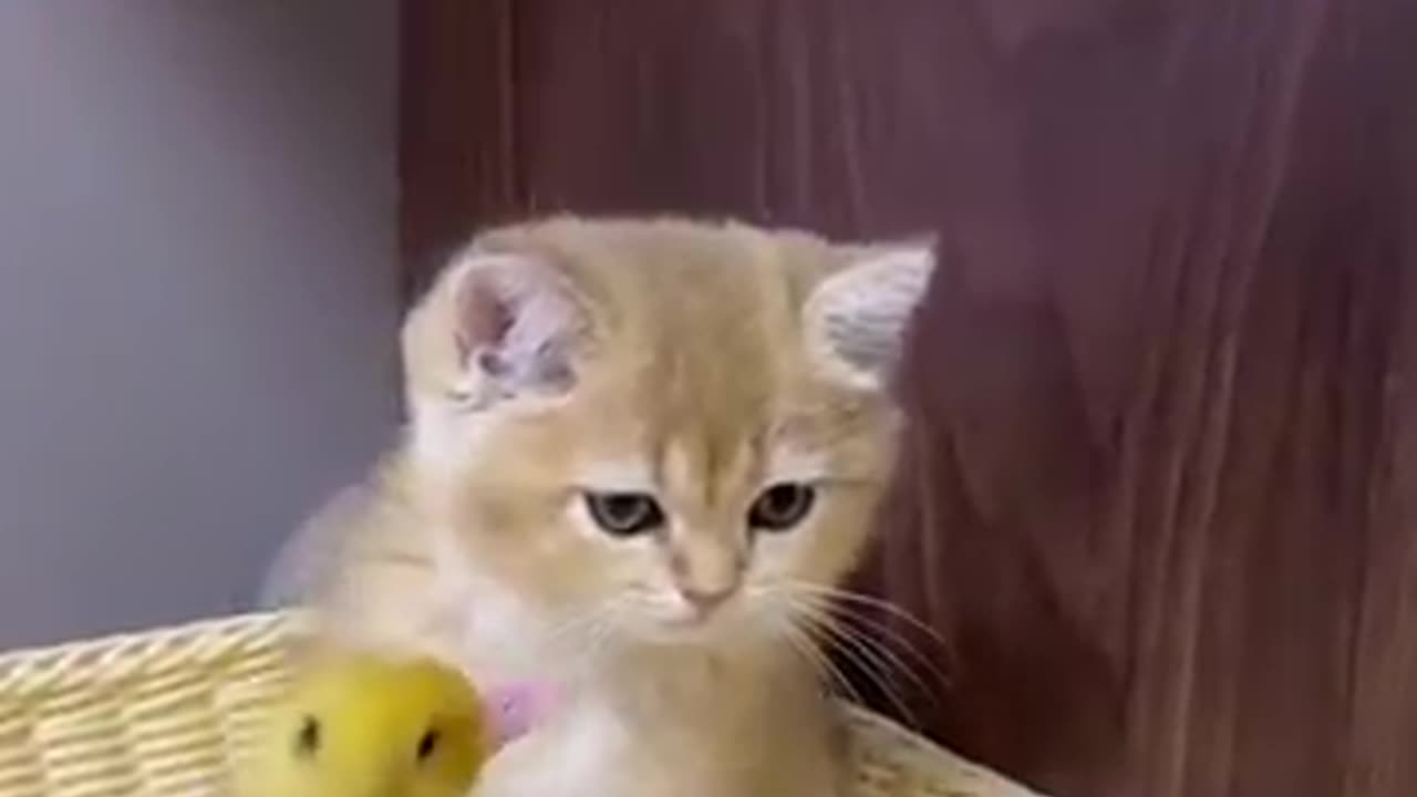 funny cat & duck