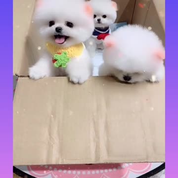 Cute and Funny Dog Videos Compilation_#short