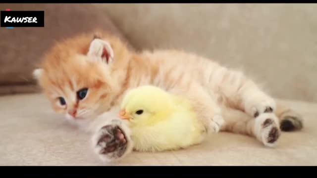 Cat & chicks 28 second funny video