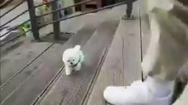 Very cute doggy video😍😍