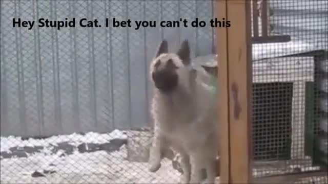 Dancing Dog Vs Turtle Riding Cat