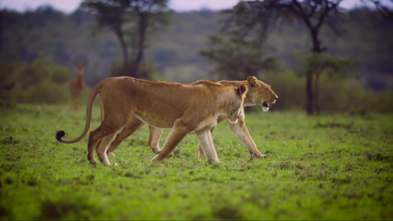 Hd_ Two lion walking on a beautiful forest||4k_Lion videos||