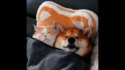 Funny dog and cat