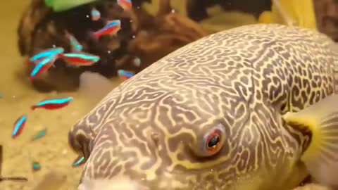 Feeding Time for puffer fish