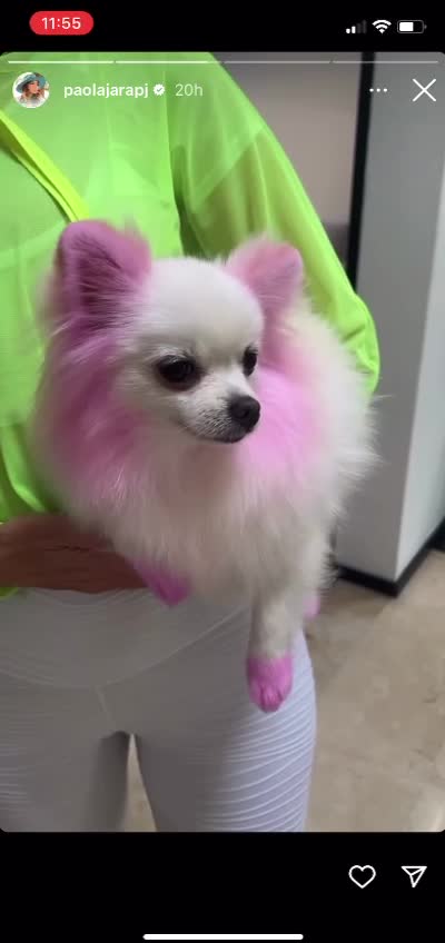 Critican a Paola Jara por pintar a su perrito para un experimento