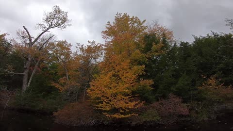 River Foliage