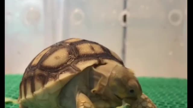 Cute animal behavior makes you happy