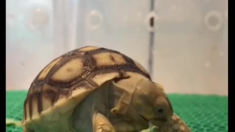 Cute animal behavior makes you happy