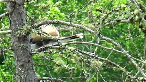 Cedar Waxwing