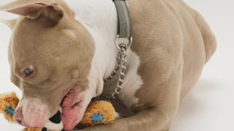 The dog is tearing whose confession is so much fun.