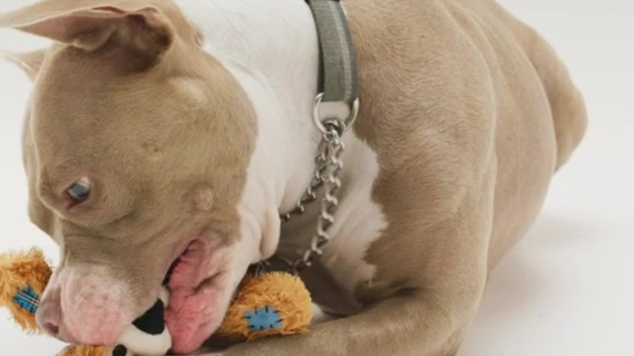 The dog is tearing whose confession is so much fun.