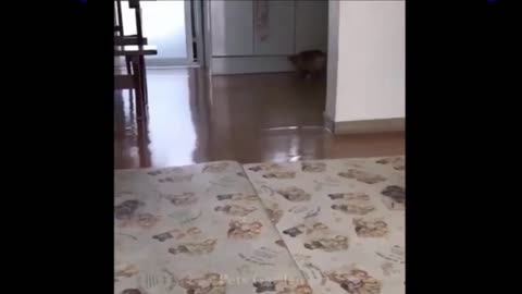 Funny cat dog clips