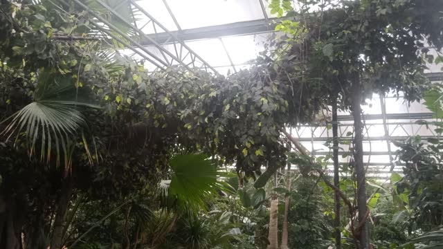 This tree has so many leaves