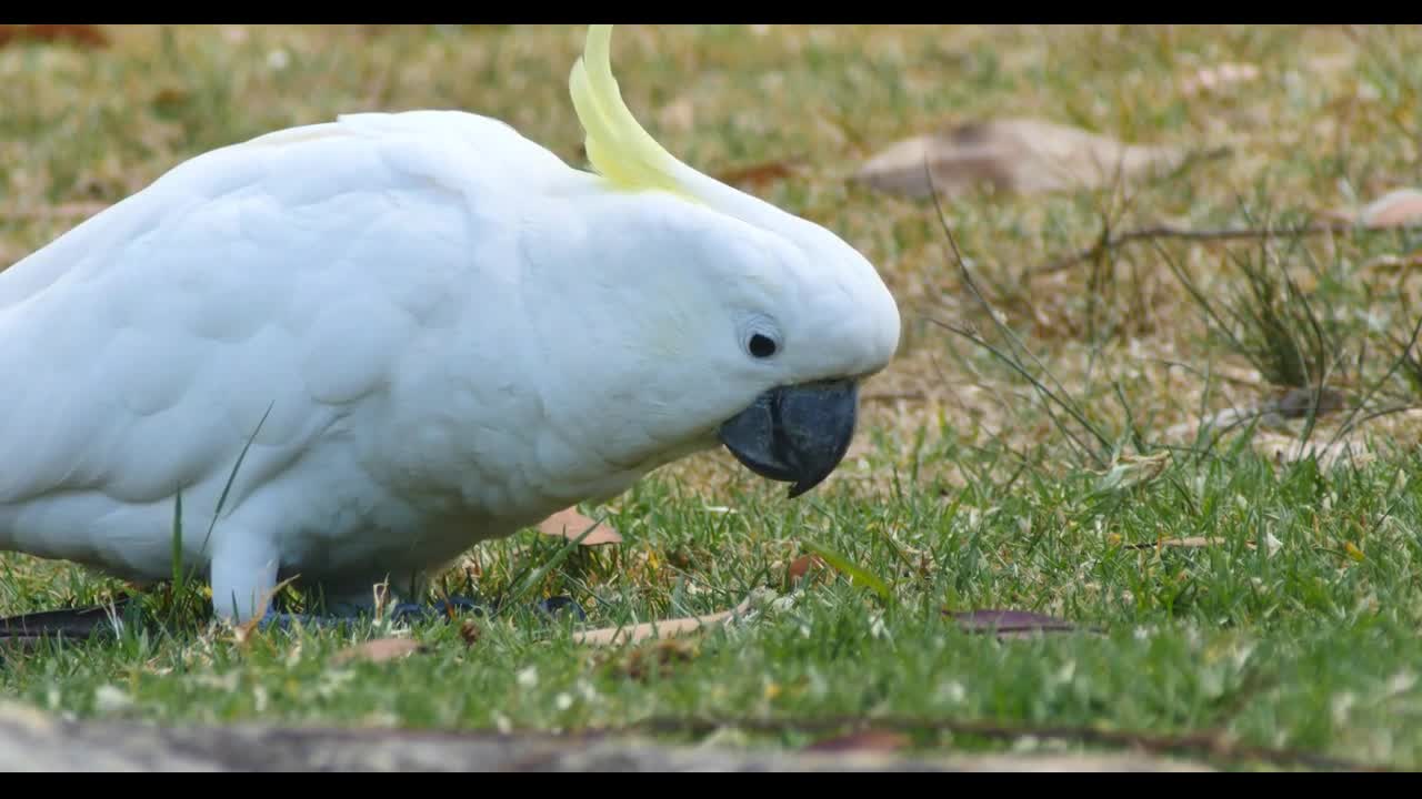 Sulphur-crested Cockatoo parrot bird native to Australia