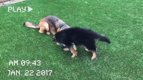 watch my puppy grow (german shepherd)