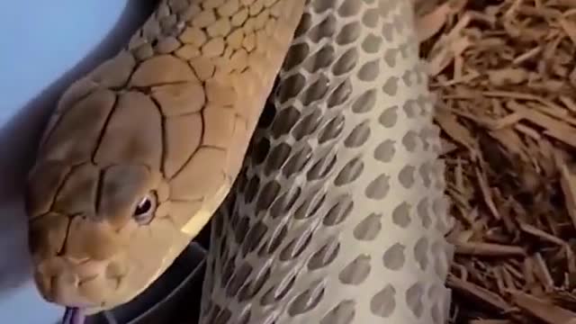 Snake shedding skin