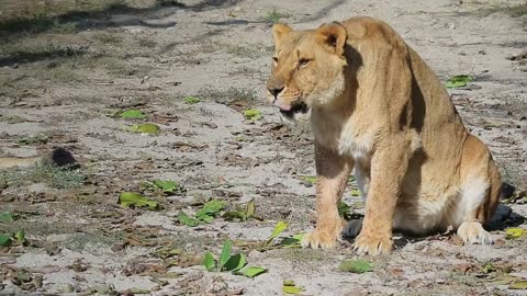 "Roar of the Golden Mane: Chronicles of the Jungle Monarch"