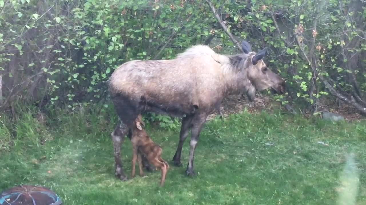 Baby Moose In Yard