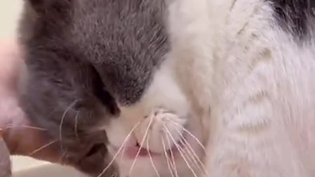 Funny cats meowing and talking | Cats meowing, love for cat