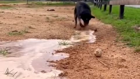 A jubilant canine enthusiastically assists its owner in plowing the field.