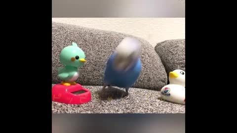 funny birds enjoy