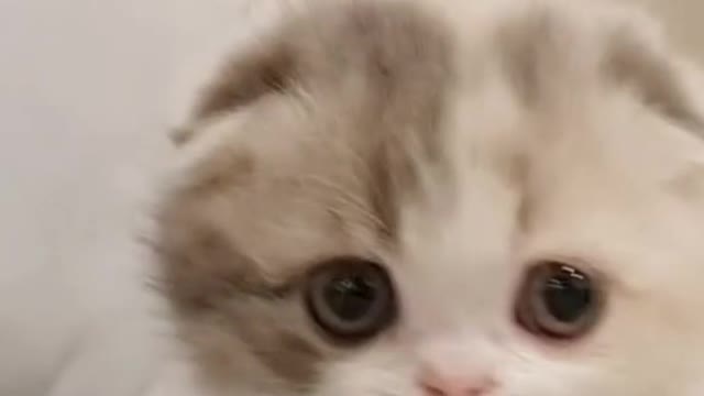 Cute Baby Cat Playing With Stick & Ball #shorts