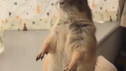 Prairie Dog Wants More Petting