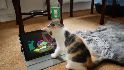 Pusi cat is scrach lap screen