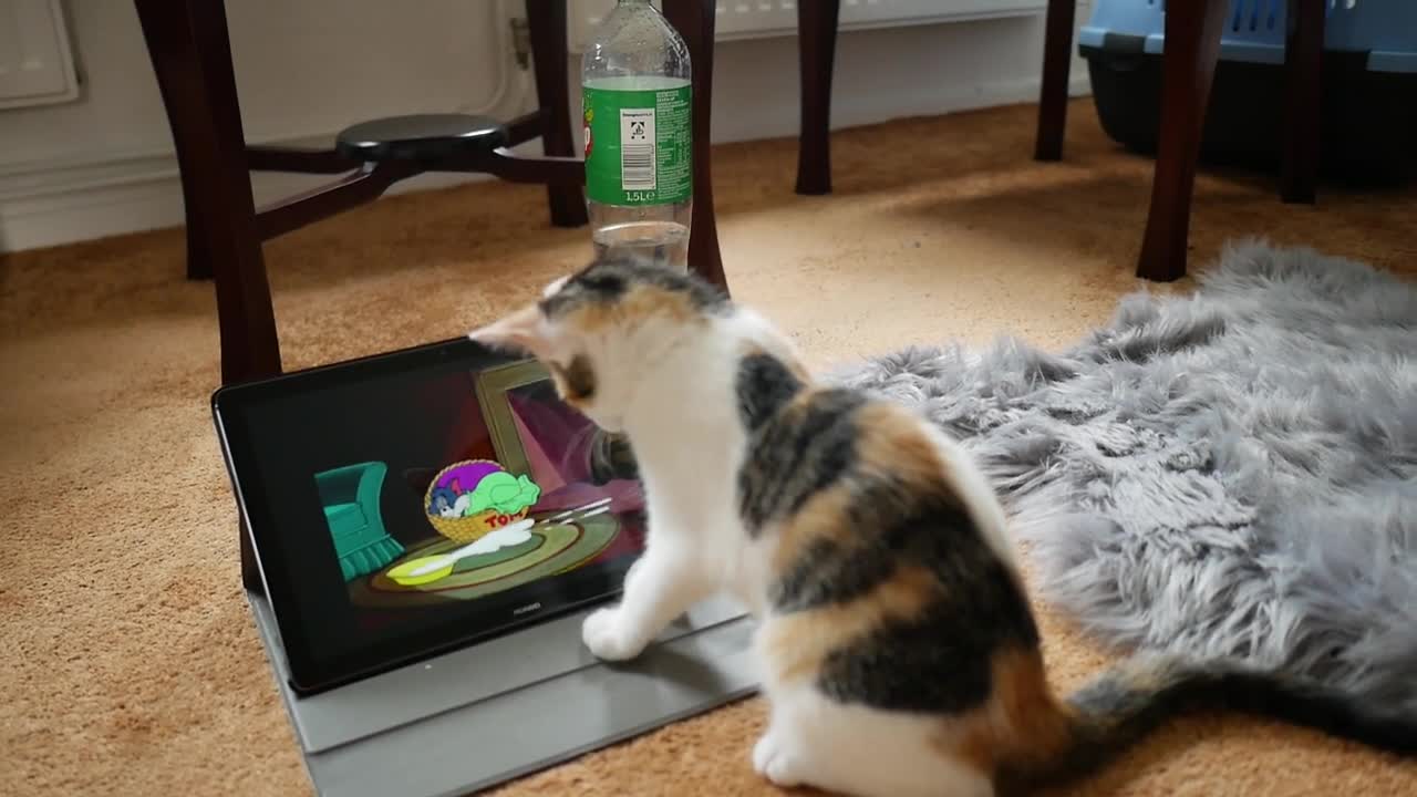 Pusi cat is scrach lap screen
