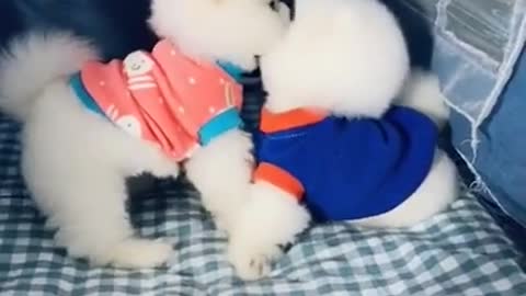 A beautiful 🐕 dog couple kissing