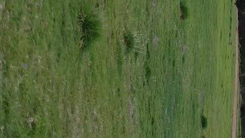 Kangaroo Apocalypse