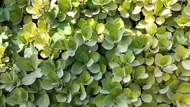 The color of this plant can be in the green dot