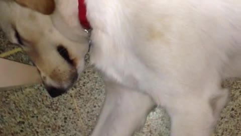 Spanish people eating at table laugh at snoring white dog