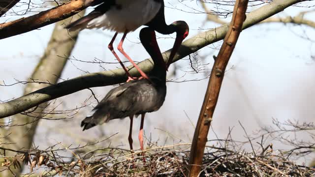 No means No- Black Swan Embarrassed