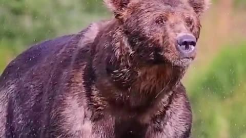 A domineering dog bear is terrifying