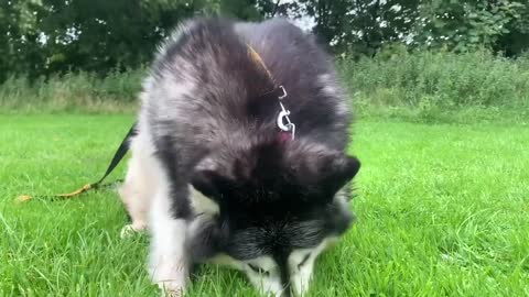 Alaskan Malamute Bath Time! Naughty Niko Rolled In Poo!-4